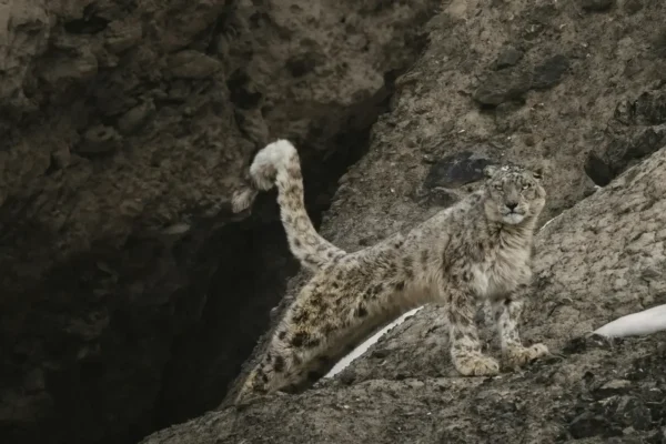 Into the Realm of the Ghost Cat: The UnChartered Snow Leopard Expedition