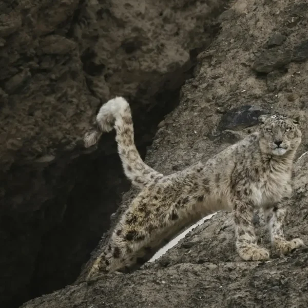 Into the Realm of the Ghost Cat: The UnChartered Snow Leopard Expedition