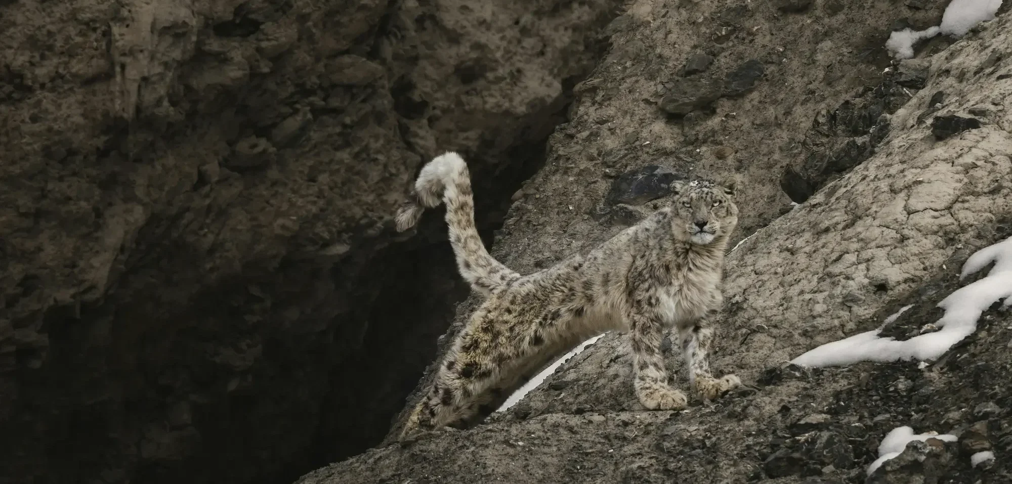 You are currently viewing Into the Realm of the Ghost Cat: The UnChartered Snow Leopard Expedition