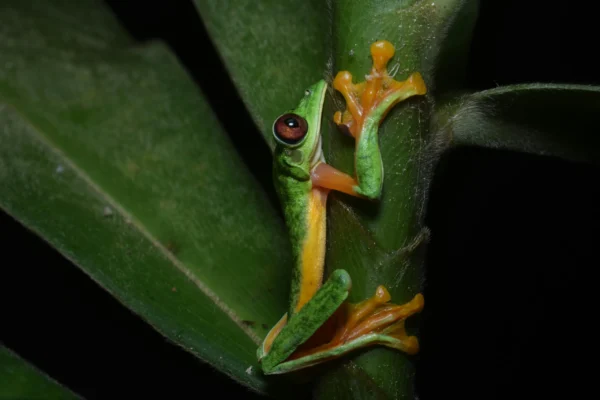 Wild Wonders of the Western Ghats: Meet the Rare and Remarkable Species of India’s Biodiversity Hotspot