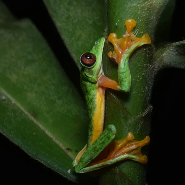 Wild Wonders of the Western Ghats: Meet the Rare and Remarkable Species of India’s Biodiversity Hotspot