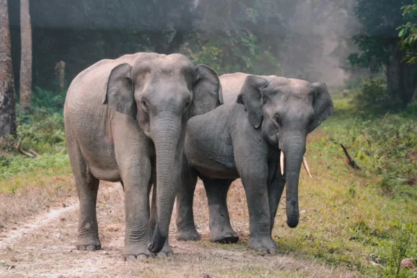 Jim Corbett National Park: Nature’s Untamed Masterpiece