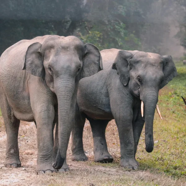 Jim Corbett National Park: Nature’s Untamed Masterpiece