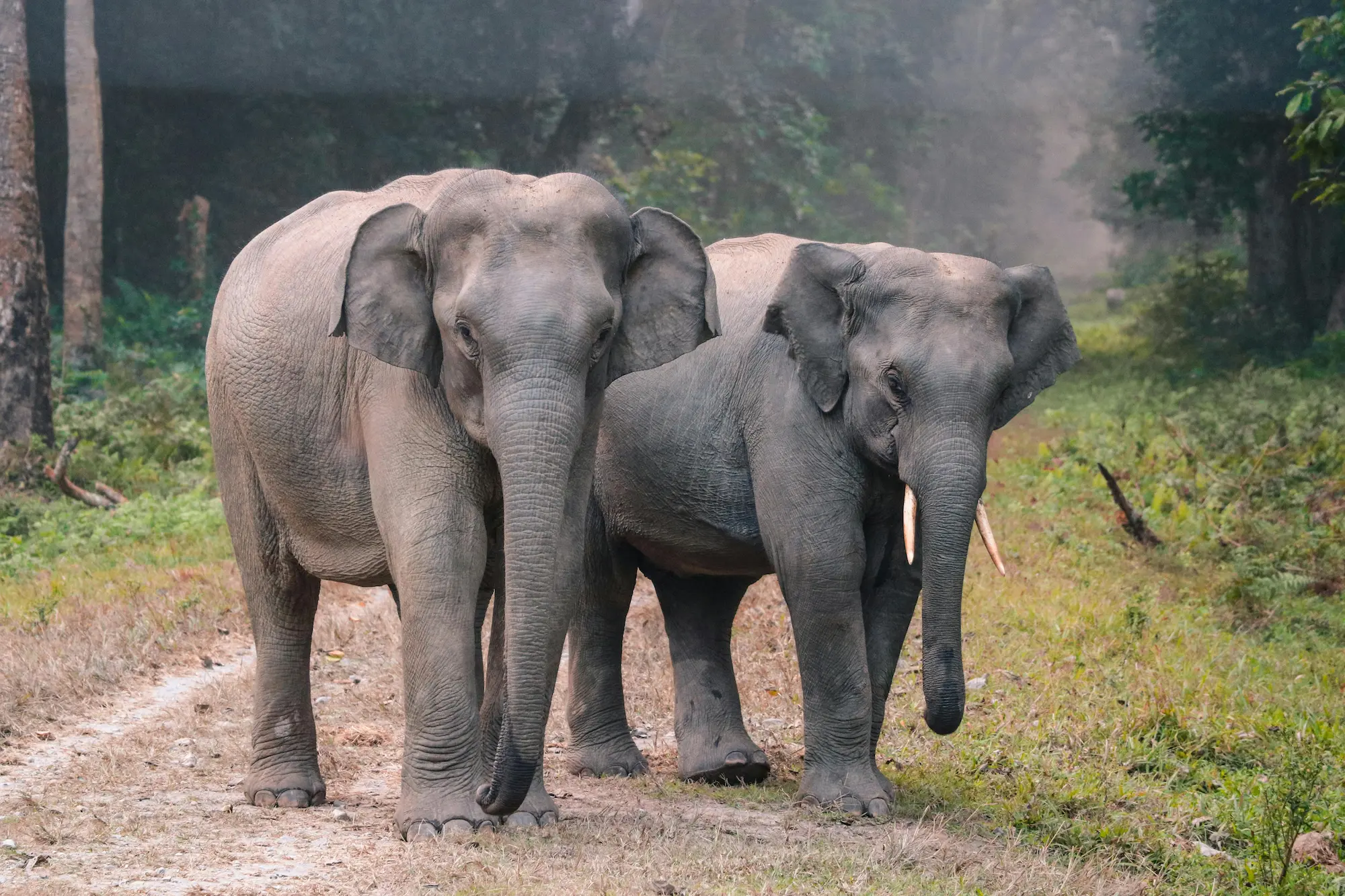 You are currently viewing Jim Corbett National Park: Nature’s Untamed Masterpiece