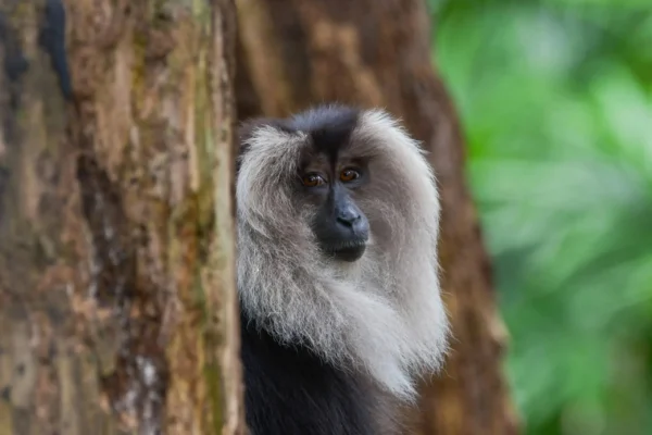 Into the Green Unknown: Exploring the Biodiverse Landscapes of the Western Ghats
