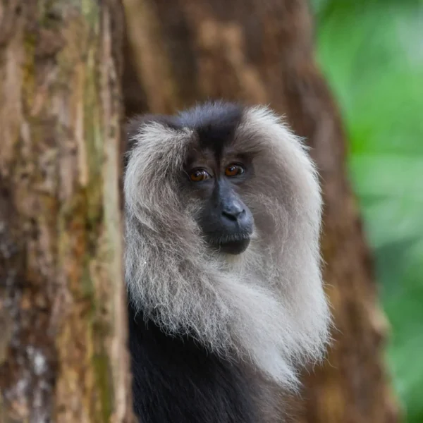 Into the Green Unknown: Exploring the Biodiverse Landscapes of the Western Ghats