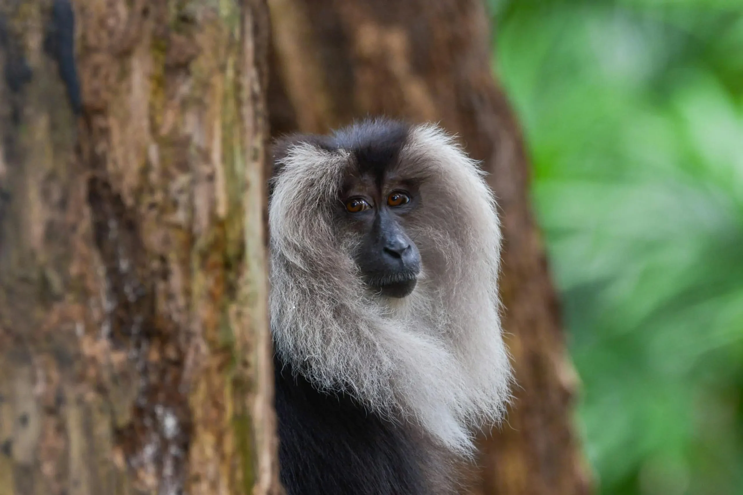 You are currently viewing Into the Green Unknown: Exploring the Biodiverse Landscapes of the Western Ghats