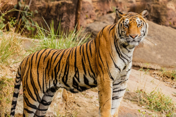 Tiger Trails: Into the Realm of the Wild