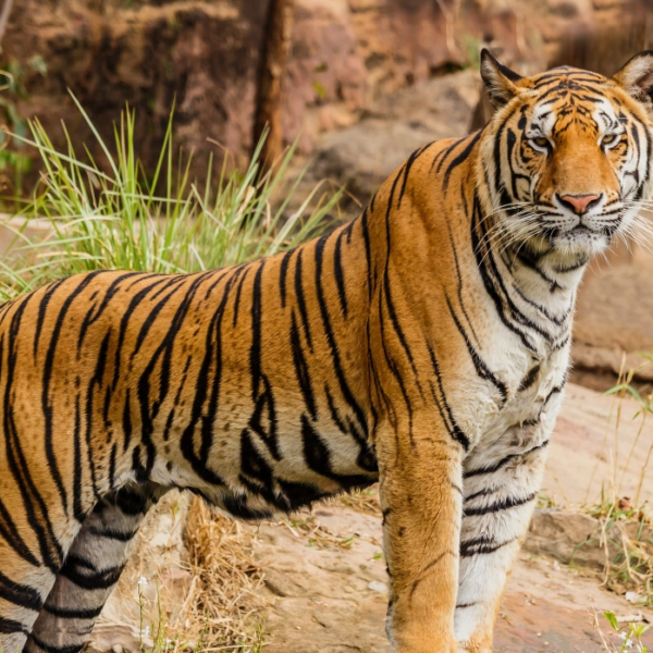 Tiger Trails: Into the Realm of the Wild