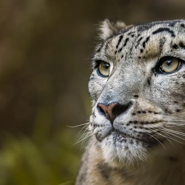 Snow Leopard Expedition